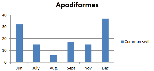 Figure 4: Number of bird species of the family Apodidae observed in Um Dum Island, Khartoum, Sudan during June – December 2020.