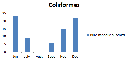 Figure 9: Number of bird species of the family Coliidae observed in Um Dum Island, Khartoum, Sudan during June – December 2020.