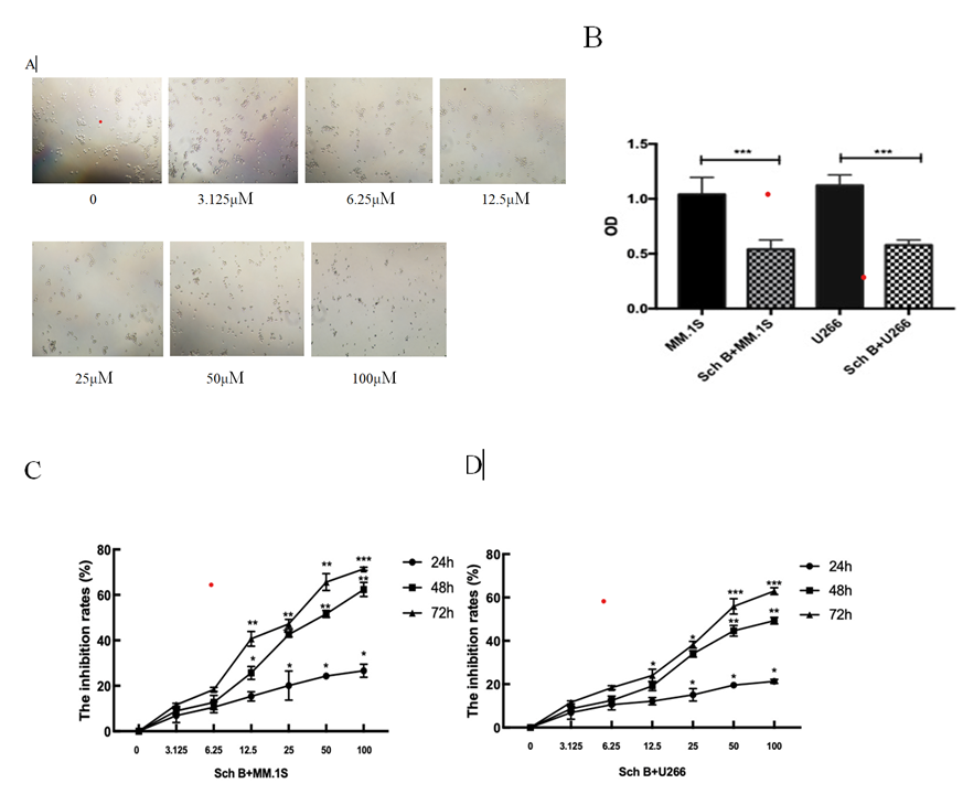 Figure 1: Sch B suppressed the proliferation of MM cell lines. (A) MM.1S； (B)The proliferation was evaluated by CCK- 8 assay；(C) Sch B suppressed the proliferation of MM.1S in a dose-and time-dependent manner;(D) Sch B suppressed the proliferation of U266 in a dose-and time-dependent manner. Data represent one of the three independent experiments, each performed in triplicate. ∗∗∗𝑃 < 0.001, ∗∗𝑃 < 0.01, ∗𝑃 < 0.05.