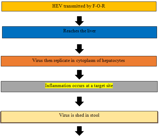 Figure 2: Pathogenesis of HEV.