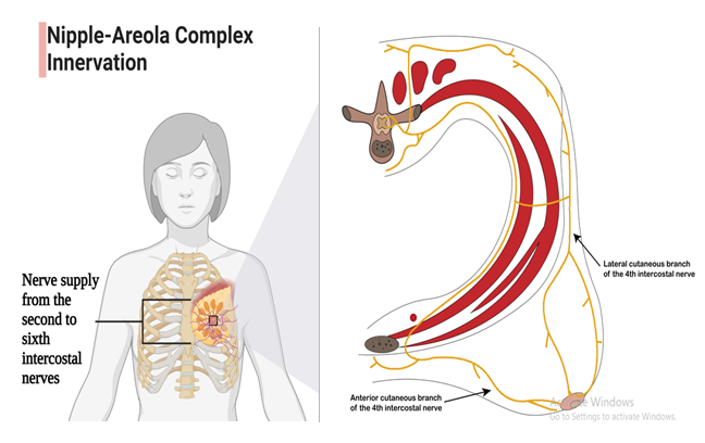 Figure 2: The nipple-areolar complex obtains innervation most commonly via anterior and lateral cutaneous branches of the 4th intercostal nerve.