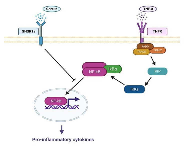 Figure 1: Mechanism of the effect of ghrelin for psoriasis. IKKs activated by TNF-α inhibit IκBα. When IκBα is inhibited, NF-κB is released and acts as a transcription factor, increasing the expression of inflammatory cytokines. Ghrelin binds to GHS R1a, inhibits NF-κB from reaching the nucleus, and inhibits the expression of pro-inflammatory molecules.