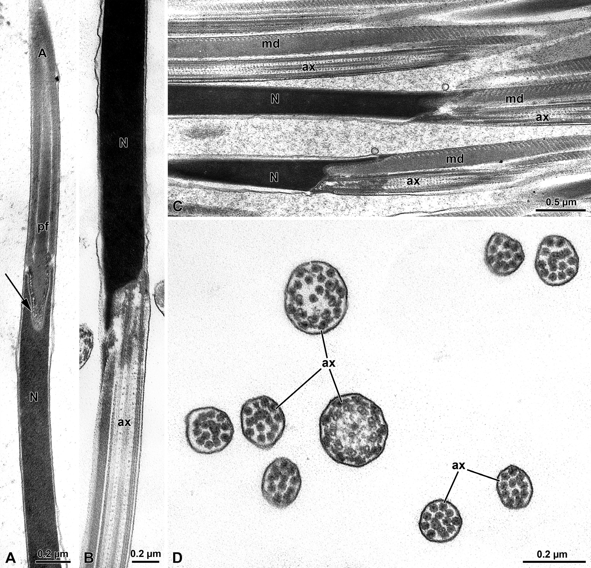 Figure 7: Olibrus affinis. A) Longitudinal section of the apical sperm with the pointed long acrosome (A) provided with the inner perforatorium (pf). Note the insertion of the basal region of the acrosome hosted in a deep nuclear (N) infolding (arrow). B-C) Longitudinal section through the posterior nuclear region (N) showing the infoldings to host the axoneme (ax) and the mitochondrial derivative (md). D) Cross section through the tail end showing the disappearance mitochondrial derivatives and accessory bodies. The flagellar axoneme (ax) is disorganized and singlet microtubules are evident.