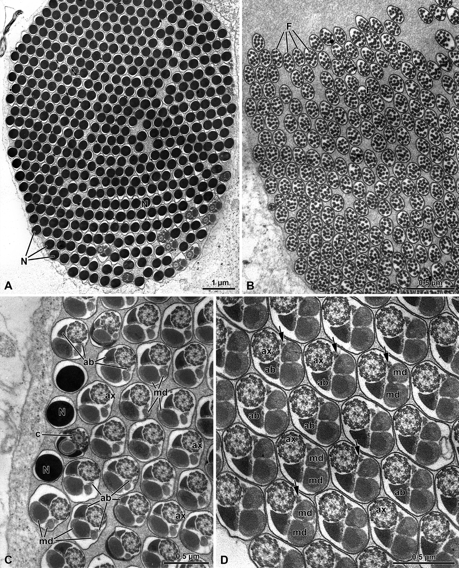 Figure 8: Olibrus affinis. A-B) Cross sections through sperm cyst to show the numerous sperm. Note in Fig. A, the nucleus (N) and in Fig. B, the tail end (F). C) Cross section through sperm flagella. At this level the two mitochondrial derivatives (md) are different in size and shape. as well as the two accessory bodies (ab). ax, axoneme; N, nucleus; c, centriole. D) Cross section of the sperm flagella at a deeper level, with the two mitochondrial derivatives (md) of approximately the same size and the two accessory bodies (ab) very different in size with the right one quite small (arrows). ax, axoneme.