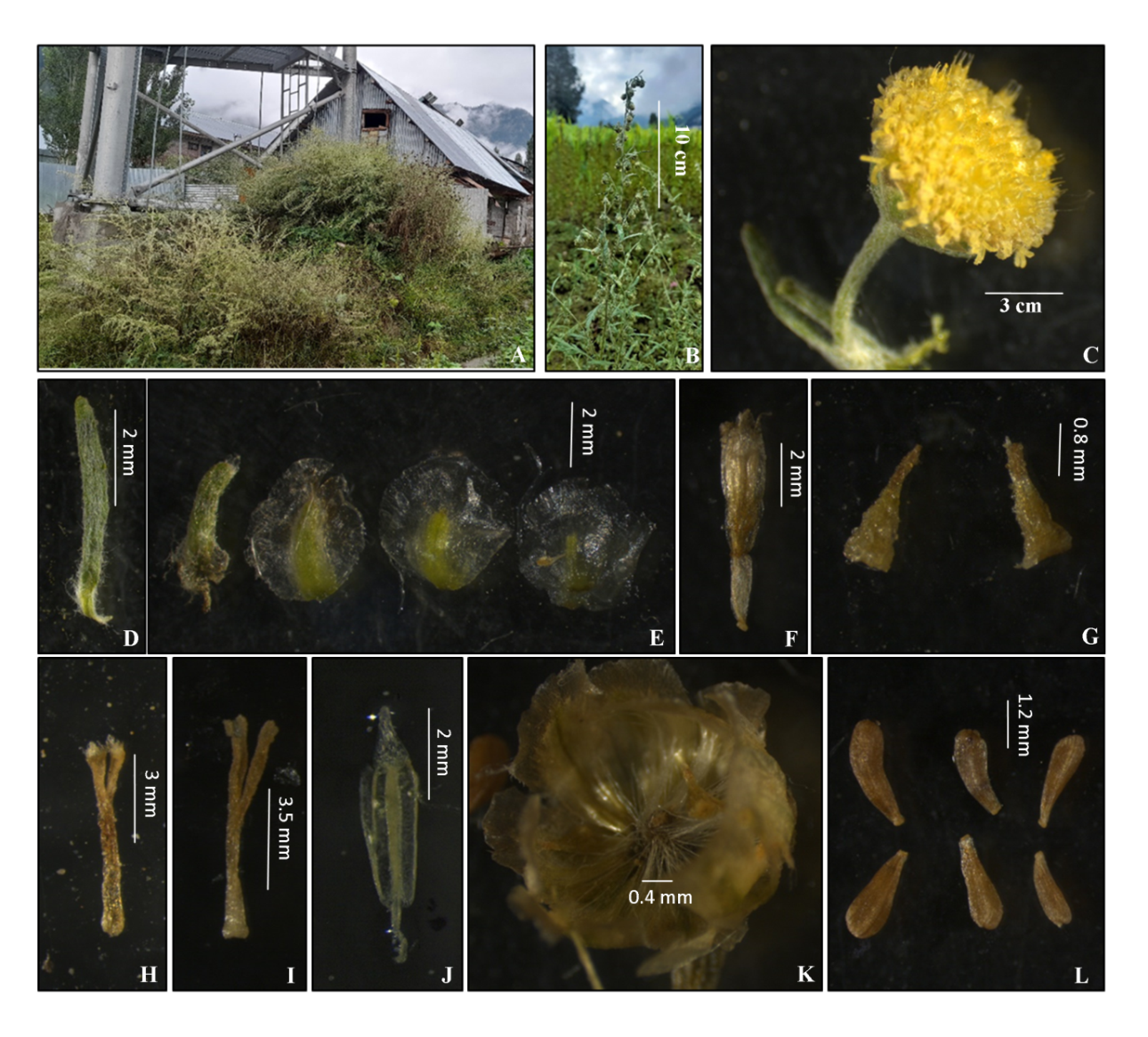 Figure 2: Artemisia Sieversiana: A– Habitat; B– Inflorescence; C– Capitula; D– Bracteole; E– Phyllaries from Outermost (Left) to Innermost (Right) Series; F– Disc Floret; G– Ray Floret; H– Pistil (Disc Floret); I– Pistil (Ray Floret); J– Anther; K– Receptacle; L– Achene.