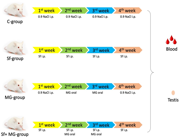 Figure 1: Experimental design. Control group (C-group) received 0.9 NaCl by intraperitoneal injection (i.p.) (for 4 weeks). Sulforaphane group (Sf-group) received sulforaphane by i.p. (for 4 weeks). Monosodium glutamate group (MG-group) received monosodium glutamate by oral gavage (at the 2nd and 3rd weeks). Sulforaphane + monosodium glutamate group (Sf+ MG- group) received sulforaphane (for 4 weeks) in addition to monosodium glutamate (at the 2nd and 3rd weeks).