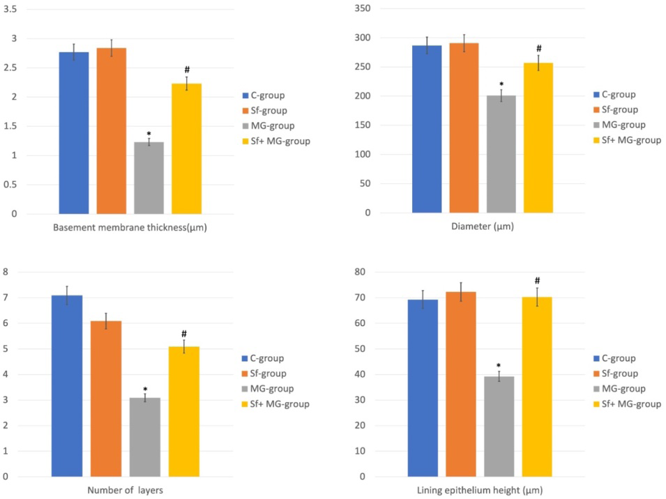 Figure 5: Histomorphometry of seminiferous tubules. * Significant (p < 0.05) difference in comparison to C-group. # Significant (p < 0.05) difference in comparison to MG-group. Data are presented as mean ± SD, (n=10).