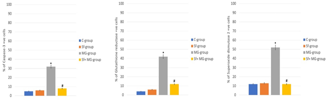Figure 9: % of immune +ve cells. * Significant (p < 0.05) difference in comparison to C-group. # Significant (p < 0.05) difference in comparison to MG-group. Data are presented as mean ± SD, (n=10).