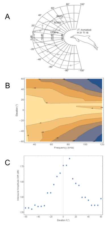 Figure 3: Modeling the Inter-Aural Amplitude difference of the “Click” Response as a Function of Elevation. The “Click” and the Modeling Assumptions are the same as in Figure 2. (A), Directional Sensitivity for Reception of Vertical Beam Patterns at three different Frequencies in the Bottlenose Dolphin Tursiops Truncatus (from Ridgway, et al. [46], their Figure 6); (B), the Amplitude Response of the Dolphin Ear (Colour-Coded) as Function of Sound Source Elevation (Y-Axis) and Sound Frequency (X-Axis), Interpolated from the Data in Panel A. Colour Code: Yellow-High, Blue-Low; (C), The Inter-Aural Amplitude difference of the Modeled “Click” Response as a Function of Elevation.