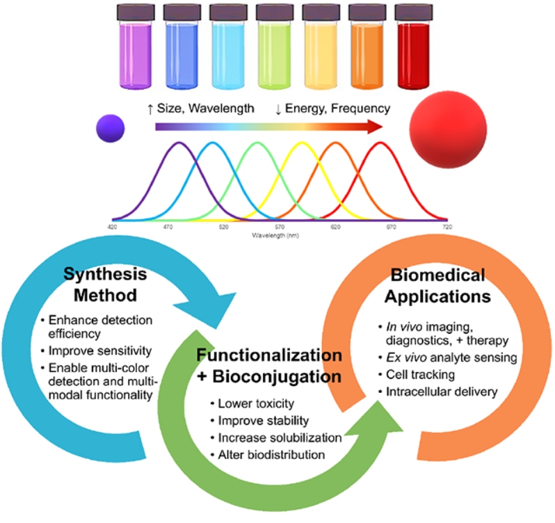 Figure 1: Size-Dependent Energy and Frequency Variation of Quantum Dots and Their Diverse Applications in Biomedical and Bioconjugation Method of synthetized are also mentioned. Adopted from Wagner AM, et al. [1].