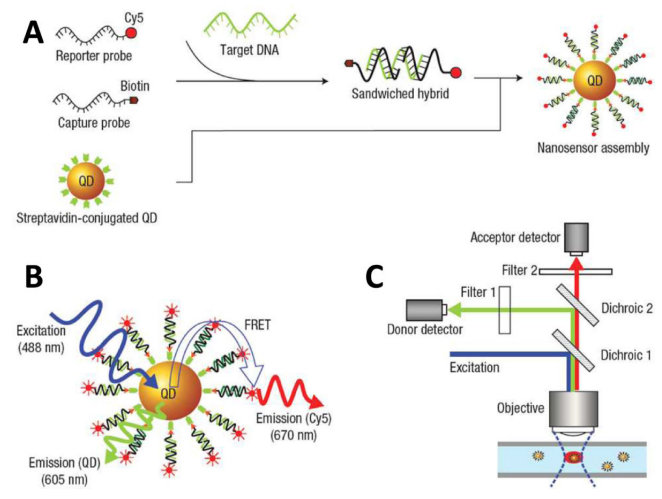 Figure 2: Nanoscale DNA Sensing with QD-Fluorophore Nanosensors: (A) Streptavidin-coated quantum dots (QDs) selectively bind to target DNA molecules that have been hybridized with pairs of complementary probes, each labeled with either a fluorophore or biotin. (B) When illuminated, both the quantum dots (QDs) and the fluorophores emit light simultaneously through photoluminescence and Förster resonance energy transfer (FRET), respectively. (C) A custom microcapillary-based detection system is employed to detect the emitted light, enabling the precise analysis of individual nanocomplexes. Adapted from the original work of the authors Zhang CY, et al. [35].