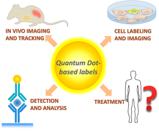 Figure 4: Additionally, QDs can be conjugated with drug molecules or incorporated into QD-based drug delivery particles, allowing real-time drug tracking and image-guided therapy in cancer treatment [38]. Furthermore, QDs with tunable photophysical properties, particularly those emitting in the near-infrared range, have become vital for deep-tissue mono- and multiphoton in vivo imaging. This capability is especially advantageous in cancer research, where visualization of tumor tissues at greater depths is essential. Overall, QDs are emerging as a versatile and powerful tool in cancer detection, aiding in more effective research and treatment strategies.