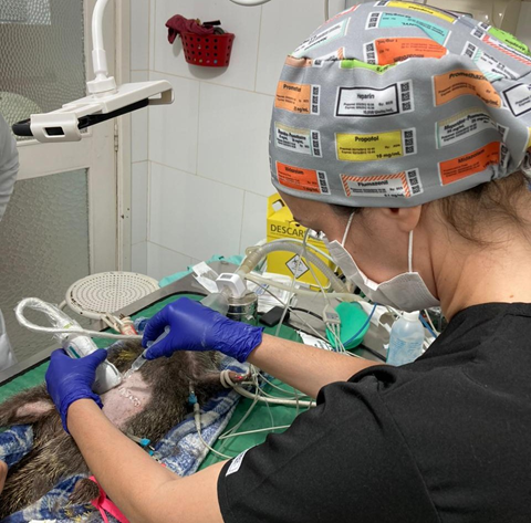 Figure 2: TAP Block being performed before the surgical procedure.