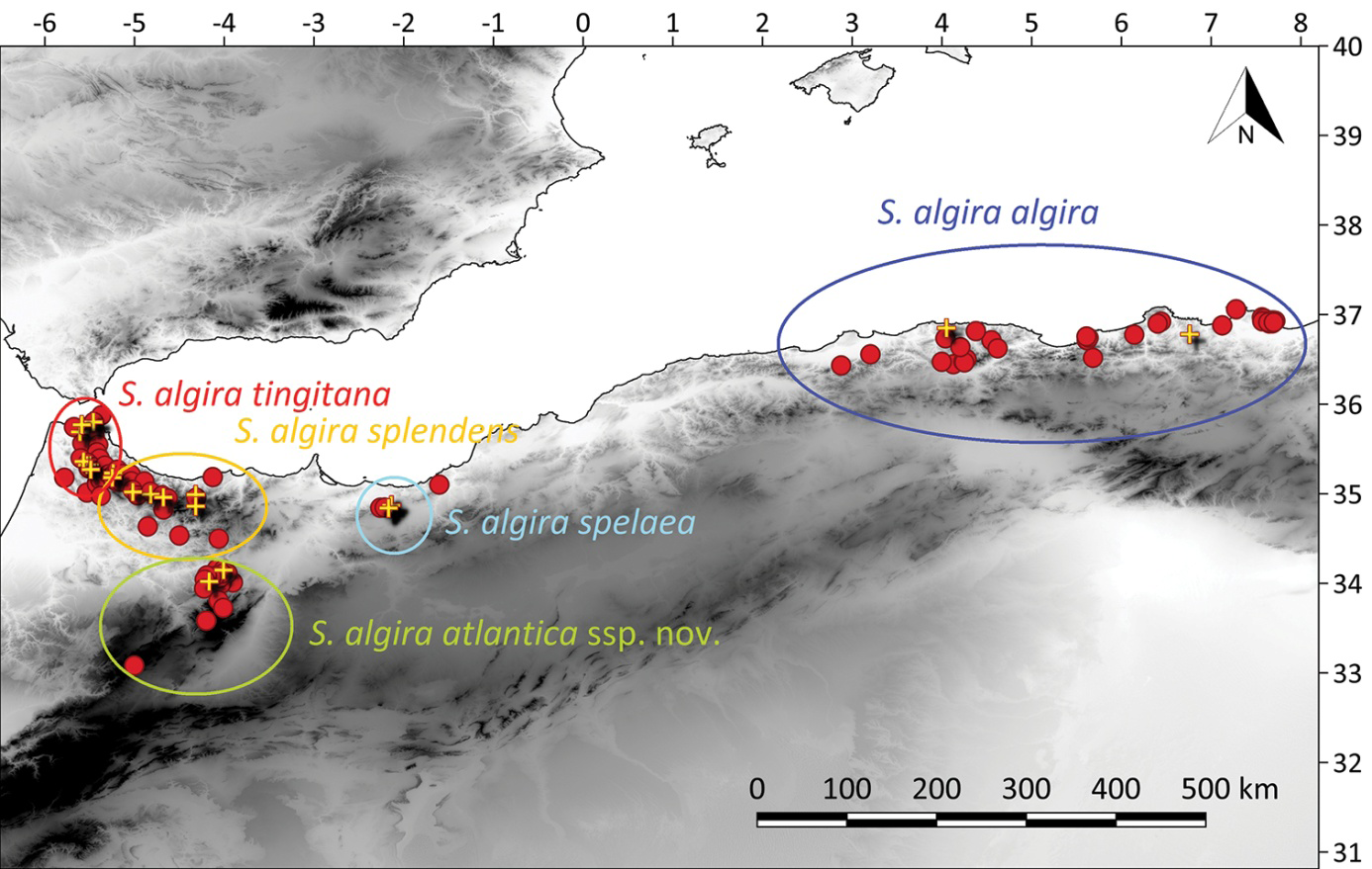 Figure 1: Map showing the distribution of the subspecies of Salamandra algira in North Africa ( Hernandez and Escoriza 2019).