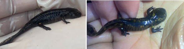 Figure 4: Giant salamander with onset of yellow pigmentation.