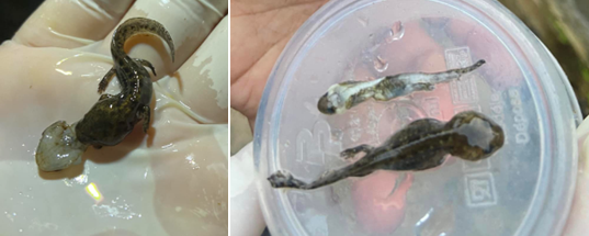 Figure 5: Salamander larva regurgitating another salamander larva that it has consumed.