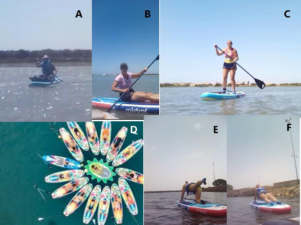 Figure 1: Different uses for the paddle boarding: A) and B) the kayak mode, C) the SUP mode and D), E) and F) the Yoga or Pilates mode. In A, B and C pictures the propelling mode is a paddle, A and B use a double blade, which implies faster movements and bigger control on the whole board surface. Picture C uses a single and longer blade that enable better views, major balance exercise and slower paddling.