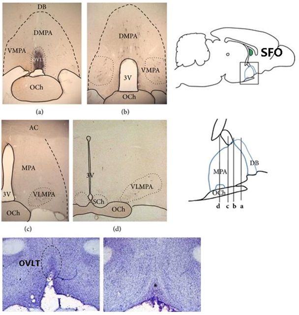 Figure 5: Different levels of the rodent brain in a rostro-caudal approach of the hypothalamus, which depict the Organum Vasculosus of the Lamina Terminals (OVLT) and the Subfornical Organ (SFO), which is represented in the sagittal section on the right with the green shape. The OVLT is located close to the more anterior section of the optic chiasm (Och). This region in mammals is involved in the modulation of thirst and fluid regulation of the body through synchronized vasopressin release.