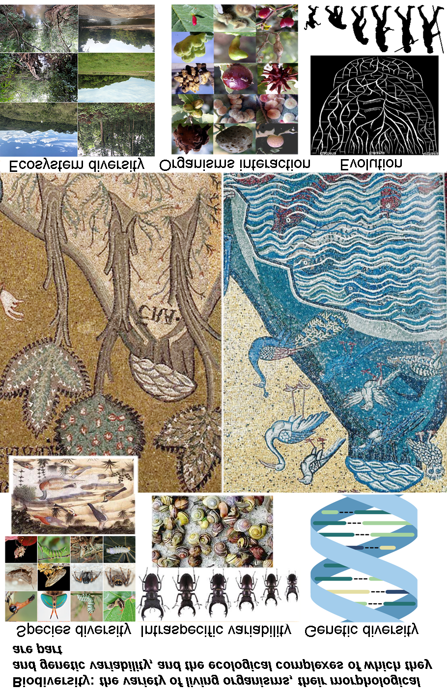 Figure 1: Graphic attempt to illustrate biodiversity as tesserae in a mosaic. In the center are two particulars of the Creation of plants (left) and animals (birds and fish, right) from the Byzantine mosaics of Monreale Cathedral (1172-1267); above and below are metaphorical tesserae that make up biodiversity. Species diversity or richness (top left) with images of arthropods and a detail from Benozzo Gozzoli’s painting (Adoration of Angels, 1459-1460, Medici Palace, Florence) depicting different species of birds and plants. Intraspecific variability (top center), understood as diversity within species, with the example of the size variability of the beetle Lucanus cervus and the chromatic variability of a snail of the genus Helix. Genetic diversity (top right), often but not always correlated with phenotypic diversity, enshrined in the genes of different populations of individual species. Ecosystem-level diversity (below left), often brought up as an example of biodiversity hotpsots; it is correctly held that in preserved ecosystems there is a greater richness of species and thus of ecological interactions among them. Regarding the latter, the interesting example of the coevolutionary plant-gall inducing insect relationship is given (below centre), on which there is a very large bibliography; gall inducing insect species have a close relationship with individual plant species on which upon hatching of larvae from eggs they induce galls, produced by the plant, of a specific shape and size, within which the insect develops. Finally, the driving force behind biodiversity is evolution (below right), which uninterruptedly, thanks precisely to species-environment interactions, has produced a very large number of species, of which only a tiny representation is present today. These include bacteria, archaebacteria, eukaryotes and among the most evolved mammals, the Primates, which include anthropomorphic apes and humans (Photos by P. Fontana, B. Massa, W. Miles, T. Puma, drawings by V. Massa).