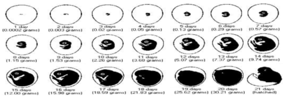 Figure 1: Daily changes in the weight and form of a developing chick embryo.