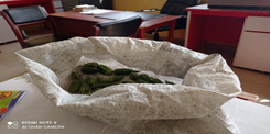 Figure 2: Perforated Sack Bag with okra crops.