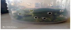 Figure 3: Perforated Plastic Can with okra crops.
