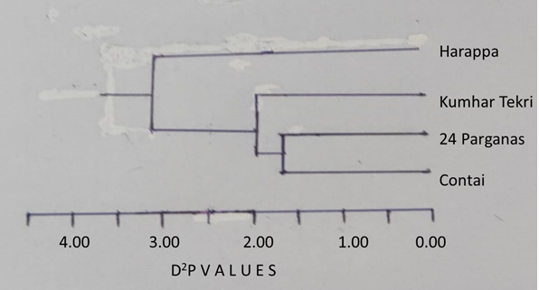 Figure 2: Dendrogram based on D2P values on four population groups.