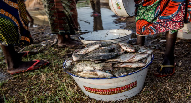 Figure 8: ** Girls Fish Hawkers in the Lake Site of Baga Fishing Community.