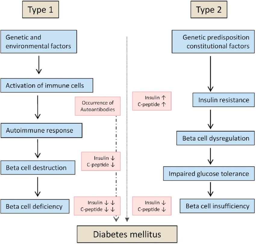 Figure 1: Mechanism of genetic & environmental factors of diabetes type 1 and 2.