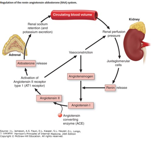 Figure 10: Renin Angiotensin System.