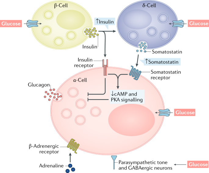 Figure 15: Types of Islet of Langerhans.