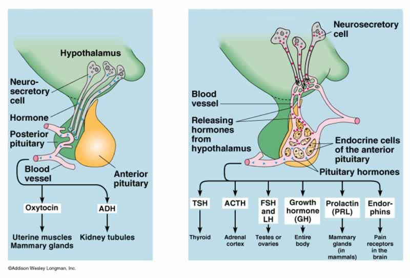 Figure 3: Hormones of endocrine gland.
