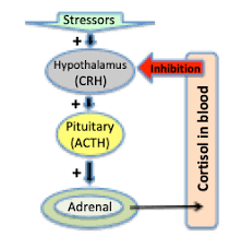 Figure 4: Impact of cortisol in stimulating the gluconeogenesis.
