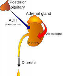 Figure 8: Impact of posterior pitutory in diuresis.