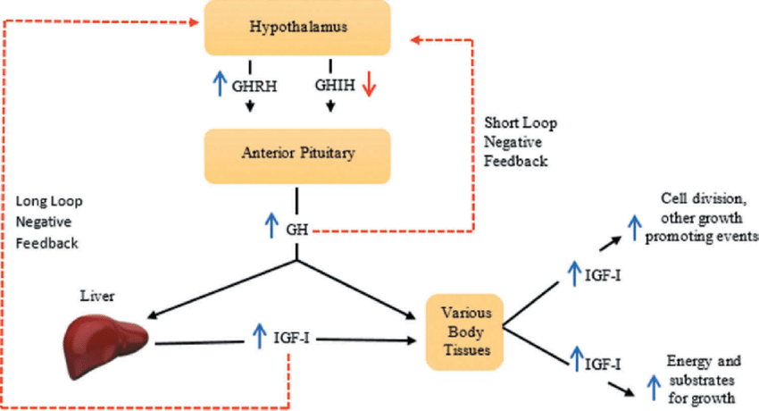 Figure 9: Mechanism of insulin growth hormone (IGF).