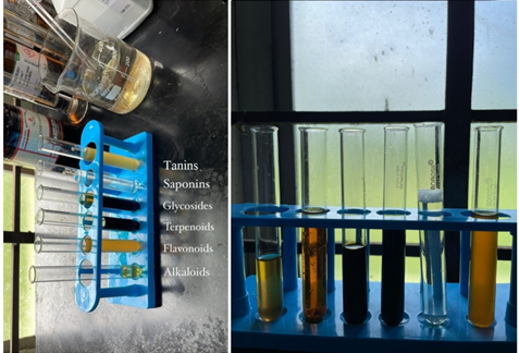 Figure 2: Phytochemical investigation of methanolic extract.