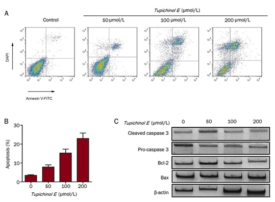Figure 6: Tupichinol E caused MCF-7 cells to undergo apoptosis by upregulating caspase 3. (A) For a duration of 24 hours, Tupichinol E (0, 50, 100, and 200 μmol/L) was applied to MCF-7 cells. An assay for double staining with Annexin V-FITC/PI was used to detect the induction of apoptosis. (B) Annexin V+ (PI-positive and PI-negative) cells were used to quantify apoptotic cell death. n = 3. Mean±SD. bP<0.05, cP<0.01. (C) Western blot analysis of MCF-7 cells treated with or without Tupichinol E, showing the presence of caspase 3, Bcl-2, and Bax.