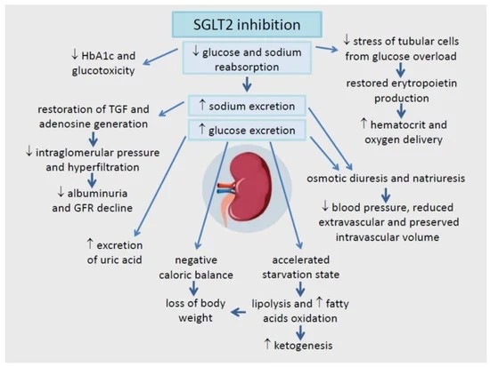 Figure 2: Action of SGLT2 inhibitors.
