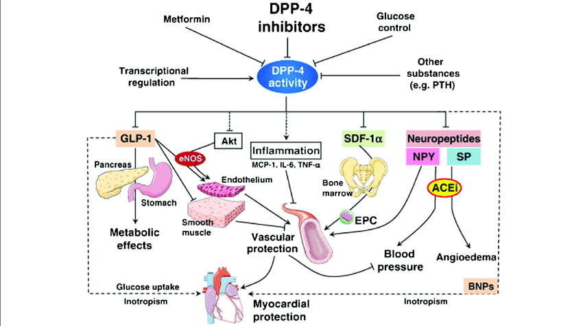 Figure 4: Action of DPP-4 Inhibitors.