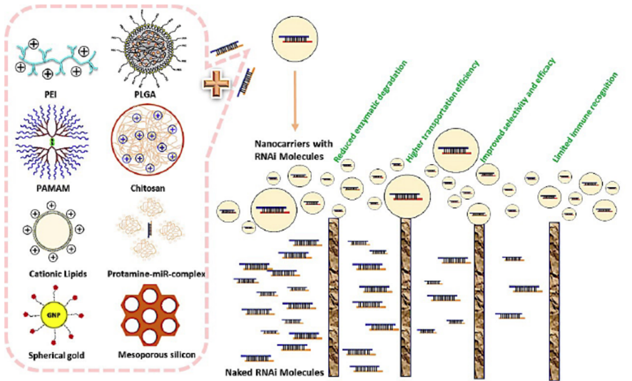 Figure 11: Design of polymeric gene delivery process. Polymeric nanocarriers for DNA and siRNA delivery: (1) polyplexes are formed by combining anionic DNA and siRNA with cationic polymers. (2) cellular uptake of polyplexes via various endocytic routes, (3) enclosure and subsequent release of polyplexes from endo-lysosomal compartments, (4) release of free DNA and siRNA from polyplexes leaving behind polymer remnants, and (5) transfer of DNA to the nucleus for expression by nuclear membrane transport proteins and binding of siRNA by the RNA-induced silencing complex (RISC). _Copyright 2019, MDPI and_ _ACS Style._