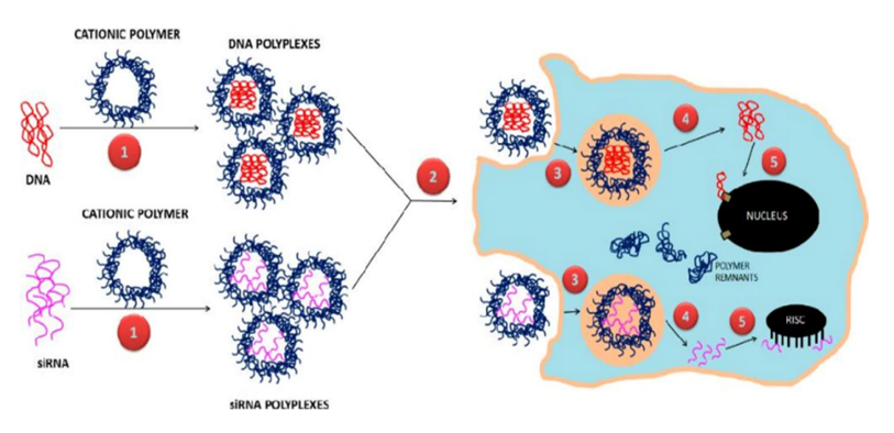 Figure 12: Gene delivery approaches; viral, non-viral, physical systems. There are mainly 3 approaches to delivering foreign genetic material into specific cells: physical methods, viral vectors, and non-viral vector methods. The physical methods usually deliver genes through gene guns, electroporation, and ultrasound methods, while viral delivery methods mainly involve cell- based delivery and direct delivery. Among the nonviral delivery systems, NP-based systems are emerging in the field of biology and nanomedicine.