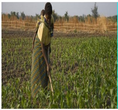 Figure 1: Caterpillar infested maize farm.