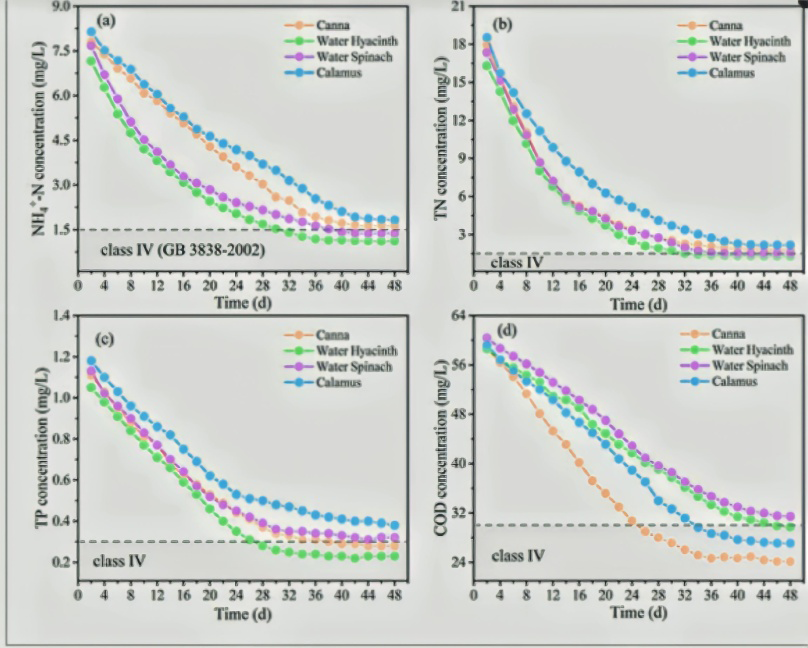 Figure 3: Comparison of contaminants removal of plant islands with different plants: (a) NH4+-N, (b) TN, (c) TP, (d) COD [37].