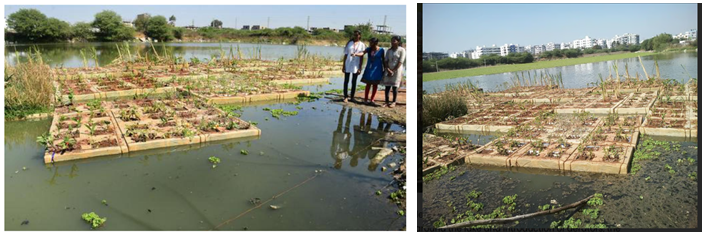 Figure 4: Installation of the floating treatment in the historic Neknampur Lake in Hyderabad, Indiia (Lakes of India https:// lakesofindia.com) [50].