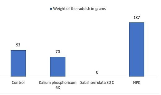 Figure 5: Weight of the Raddish.