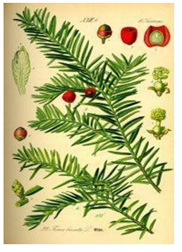 Figure 10: _Symplocus Racemosa._