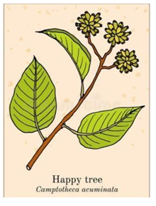 Figure 11: _Camptotheca Acuminate._