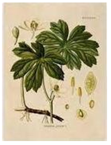 Figure 12: _Embilica officinalis._