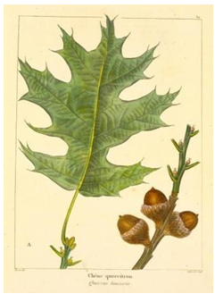 Figure 2: _Quercus Tinctoria_ [35].