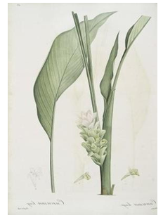 Figure 3: _Curcuma longa_ [35].
